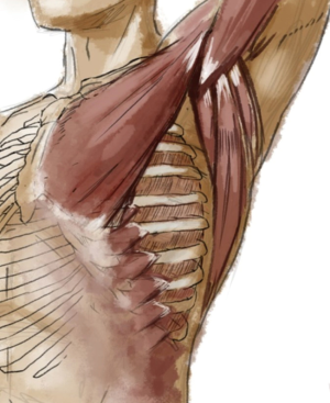 Three common exposures of the chest wall for rib fixation: anatomical ...