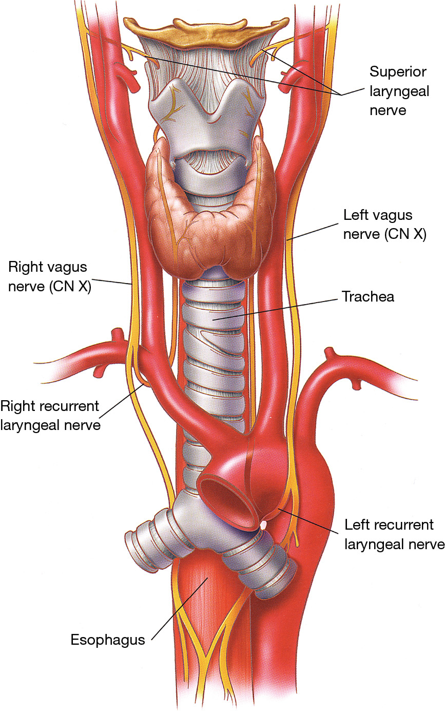 Surgical Anatomy Of The Tracheobronchial Tree Drevet Journal Of Thoracic Disease