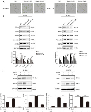 IL-6 promotes metastasis and EMT of non-small cell lung cancer cells by ...