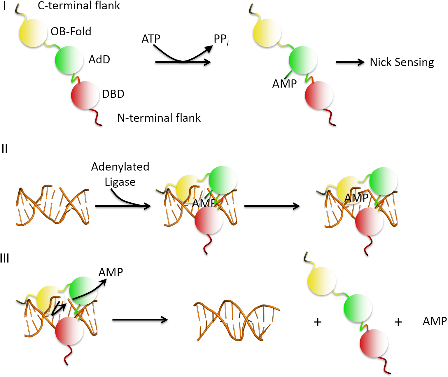 Dna Ligases As Therapeutic Targets Tomkinson Translational Cancer Research