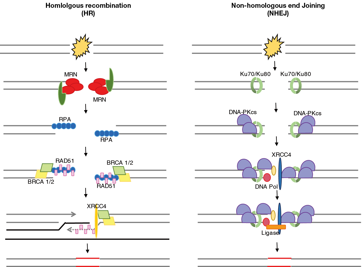 Androgen Deprivation Therapy And Radiation Therapy For Prostate Cancer The Mechanism Underlying Therapeutic Synergy Spina Translational Cancer Research