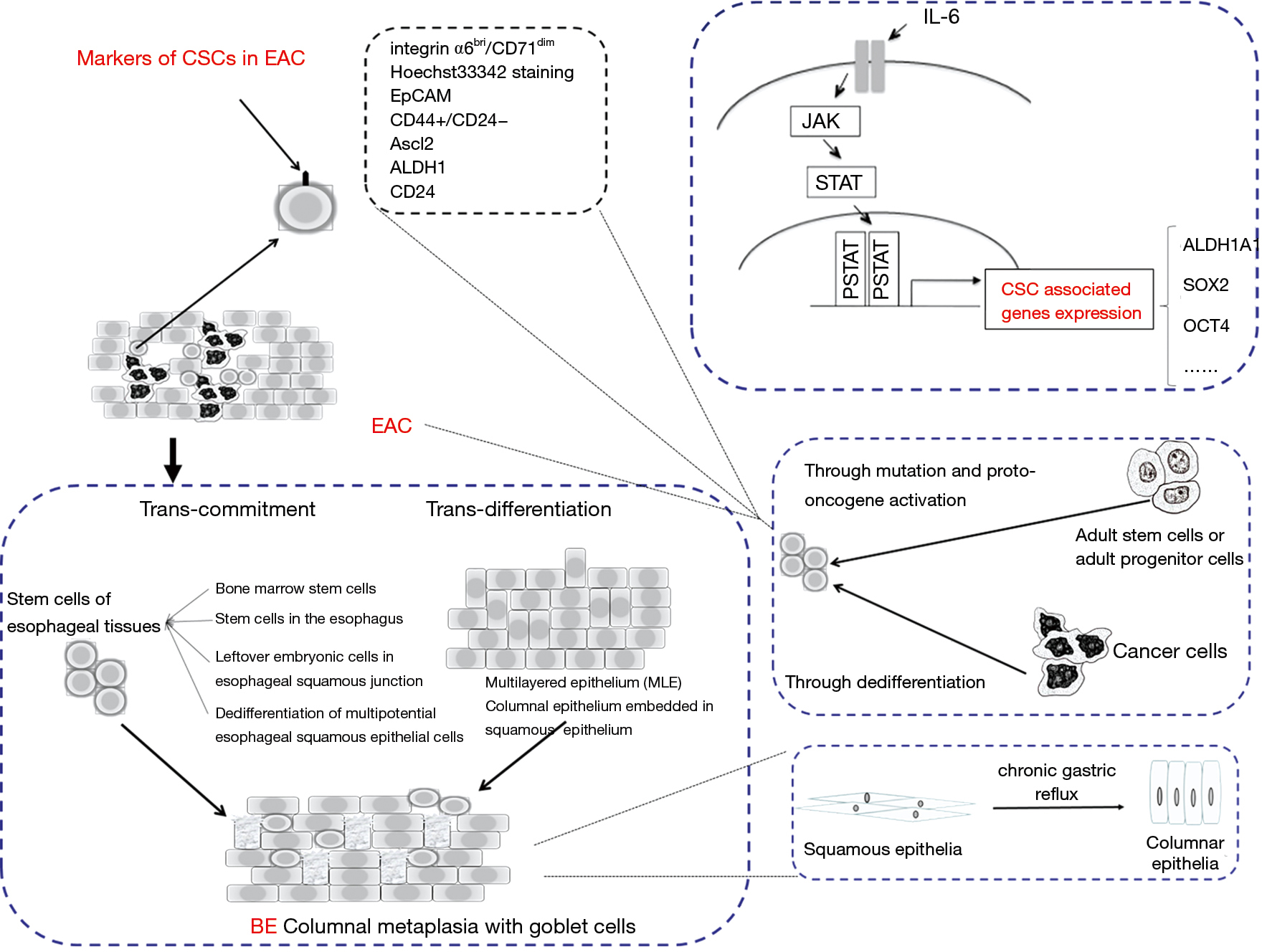 translational cancer research ame publishing company