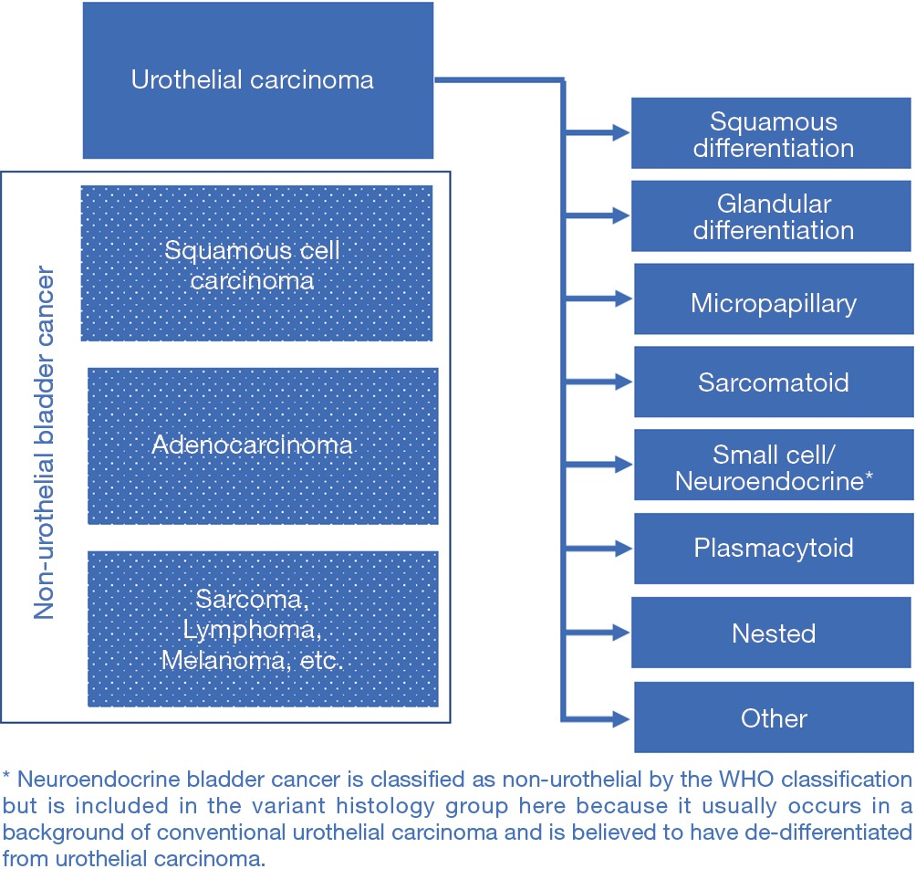 Variant Histology In Bladder Cancer Diagnostic And Clinical Implications Black Translational Cancer Research