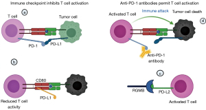 Clinicopathological implications of lncRNAs, immunotherapy and DNA methylation in lung squamous cell carcinoma: a narrative review - Sasa - Translational Cancer Research Clinicopathological implications of lncRNAs, immunotherapy and DNA methylation in lung squamous cell carcinoma: a narrative review - Sasa - Translational Cancer Research