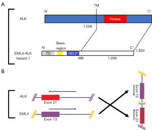 Comparison of ALK and LTK structure and sequence. (A) Schematic of ALK