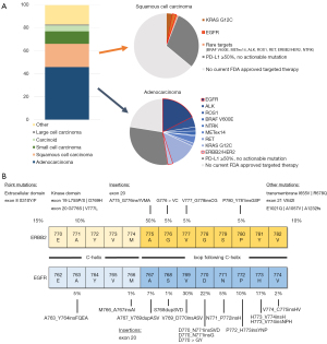 EGFR exon 20 insertion mutations and ERBB2 mutations in lung cancer: a  narrative review on approved targeted therapies from oral kinase inhibitors  to antibody-drug conjugates - Sentana-Lledo - Translational Lung Cancer  Research