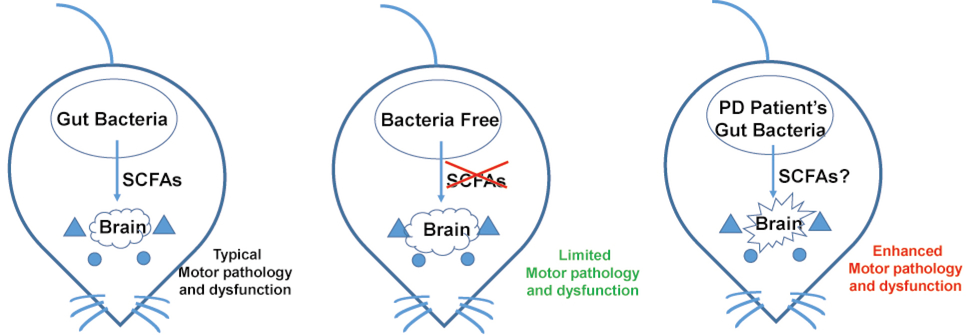 Our Gut Bacteria May Act As A Foe Of Our Brain Zhu Ame Medical Journal